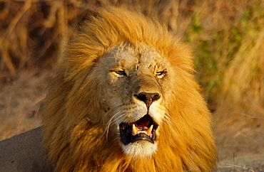 A Lion, Grumeti, Tanzania, East Africa