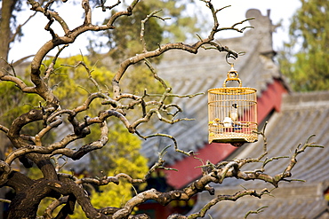 Laughing Thrush in cage hanging on a branch in the Monk's Garden at The Big Wild Goose Pagoda, Xian, China