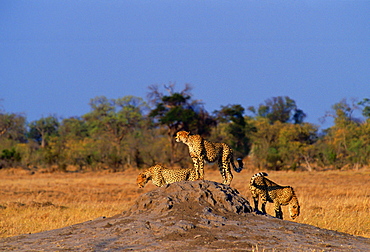 A packof three cheetahs using an old termite mound to watch for approaching prey in Moremi National Park, Botswana