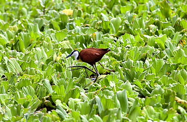 African Jacana bird walking on river cabbage, Grumeti, Tanzania, East Africa