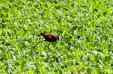 African Jacana bird walking on river cabbage, Grumeti, Tanzania, East Africa