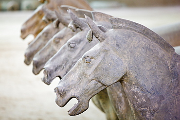 Terracotta horses alongside warriors at Qin Museum, exhibition halls of Terracotta Army, Xian, China