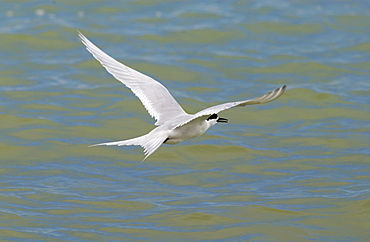 White-fronted tern  (Sterna Striata) in flight across the Hauraki Gulf off the Coromandel Peninsula,  North Island, New Zealand