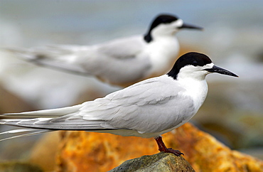 White-fronted terns (Sterna Striata)  in North Island, New Zealand