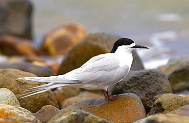 White-fronted tern (Sterna Striata)  in North Island, New Zealand