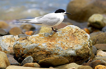 White-fronted tern (Sterna Striata)  in North Island, New Zealand