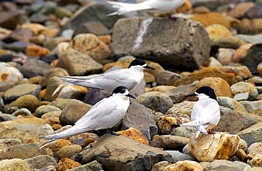 White-fronted terns (Sterna Striata)  in North Island, New Zealand