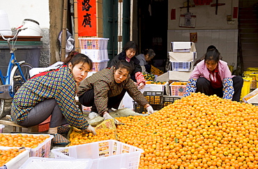 Women working to sort kumquats in market town of Baisha near Guilin, China