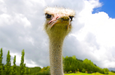 Ostrich face , North Island, New Zealand