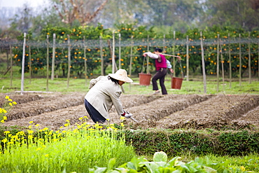 Women working at a tree plantation at Zhong Yong near Guilin, China