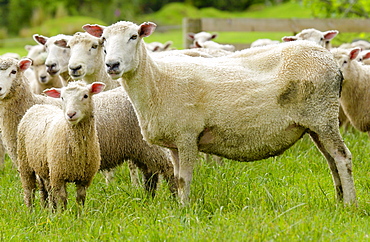 Flock of sheep on a farm  near Waiuku on North Island  in New Zealand