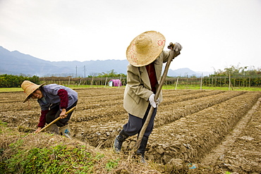 Women working at a tree plantation at Zhong Yong near Guilin, China