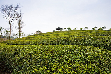 Liu San Jie Tea farm near Guilin, China