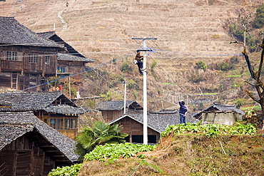 Telegraph pole being installed in the mountain village of Ping An, Longsheng, near Guilin, China