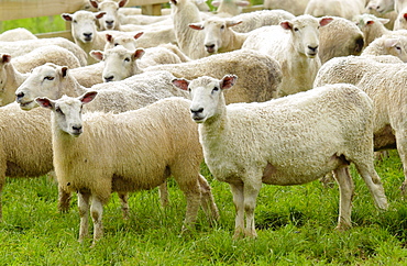 Flock of sheep on a farm  near Waiuku on North Island  in New Zealand