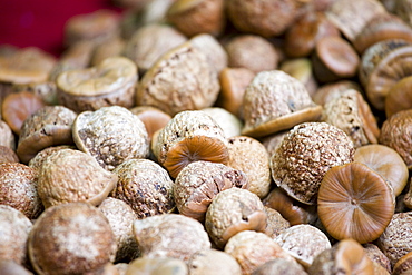 Medicinal nuts for sale in Fengdu, China