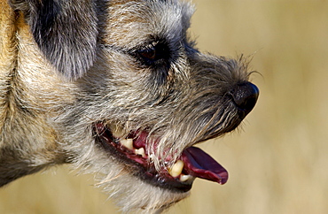 Jess, border terrier dog, a British breed  from the borders between England and Scotland