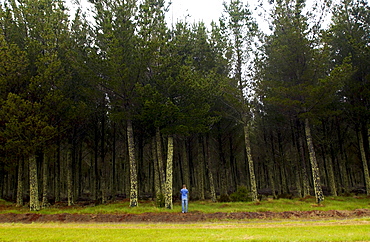 Tourist photographing moss and lichens on tree, North Island, New Zealand