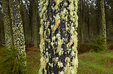 Moss and lichens on tree, North Island, New Zealand