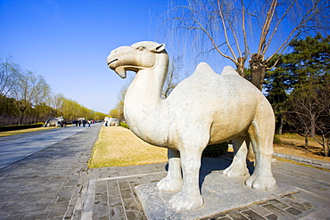 Statue of a stading camel, Spirit Way, Ming Tombs, Beijing (Peking), China