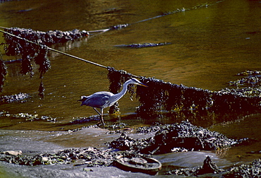 A heron fishing for food in the Helford Estuary, Cornwall, South West England