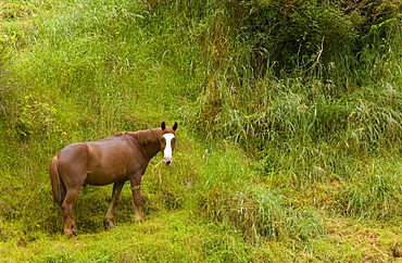 Chestnut horse in landscape, North Island, New Zealand