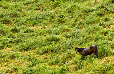 Descending horse in landscape, North Island, New Zealand