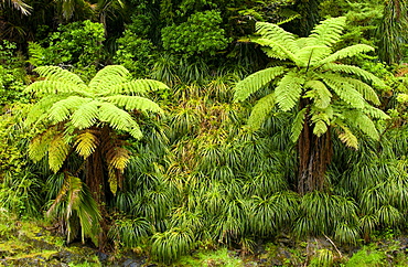 Ferns, North Island, New Zealand