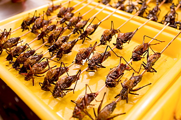 Deep fried grasshoppers for sale in the Night Market, Wangfujing Street, Beijing, China