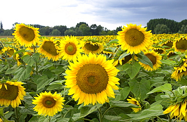 Sunflower plants in the Loire Valley in France