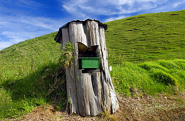 Mailbox set into tree trunk, North Island, New Zealand