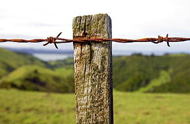 Barbed wire on post covered with moss and lichens, North Island, New Zealand