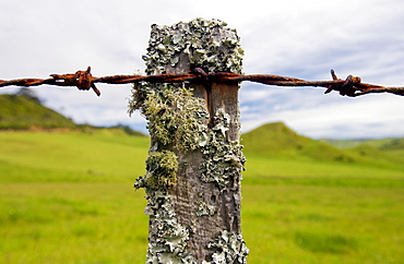 Barbed wire on post covered with moss and lichens, North Island, New Zealand