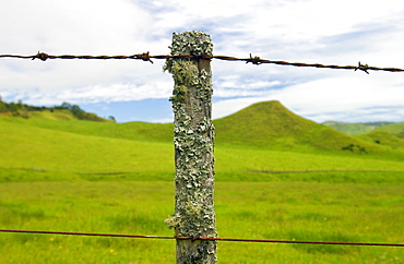 Barbed wire on post covered with moss and lichens, North Island, New Zealand