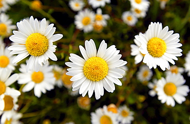 Daisies, North Island, New Zealand