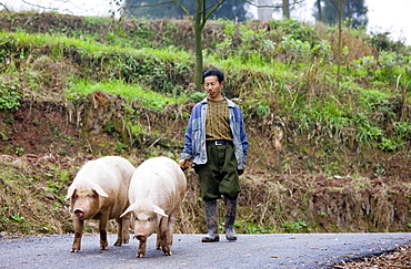 Farmer leads pigs to market near Chongqing, China