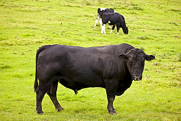 Black bull with ring through nose in meadow with cows in The Cotswolds, Oxfordshire, England, United Kingdom