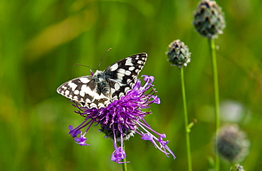 Marbled White Butterfly on Knapweed in Oxfordshire, England