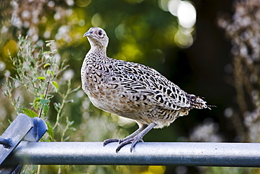 Female hen pheasant perched on a fence, Herefordshire, England, United Kingdom