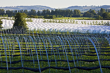 Fruit tunnel frames at Harewood End, Herefordshire, England, United Kingdom