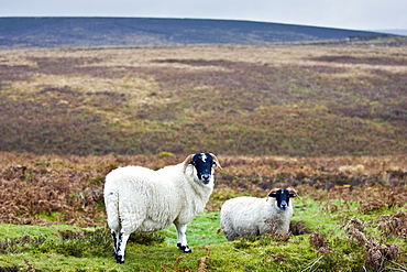 Blackfaced sheep in Dartmoor countryside, Devon,  United Kingdom