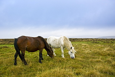 Two ponies grazing on the moor, Dartmoor, Devon,  United Kingdom