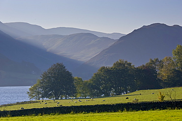 Sheep grazing by Lake Ullswater, Lake District, England, United Kingdom