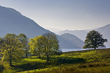 Sheep grazing by Lake Ullswater, Lake District, England, United Kingdom