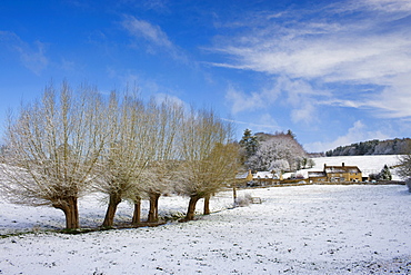 Snow on pollarded Willow trees at Swinbrook in Oxfordshire, England, United Kingdom