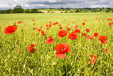 Corn poppies, Papaver rhoeas, in a farmland field of oats in Sibford Ferris, The Cotswolds, Oxfordshire, UK