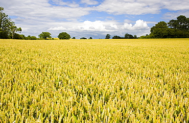 Wheat field near Temple Guiting in The Cotswolds, Gloucestershire, UK