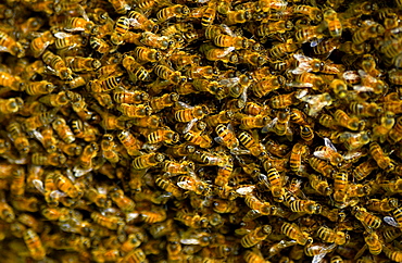 Honey bees swarming in a plum tree in the Cotswolds, UK