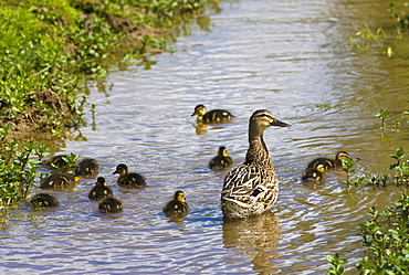 Female mallard duck and ducklings in stream in The Cotswolds, Oxfordshire, England, United Kingdom