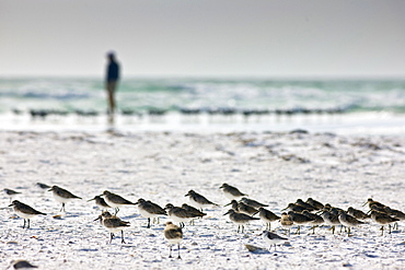 Shorebirds at Anna Maria Island, Florida, United States of America